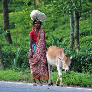 Sreemangal Overnight Tour – 2 Day / 1 Night