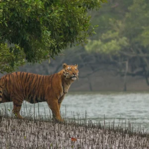 Sundarban Tour (Wildlife Tour) - 3 Days / 2 Nights